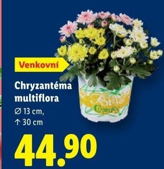 Chrysanthemum - Chryzantéma