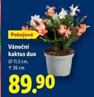 Vánoční kaktus - Schlumbergera