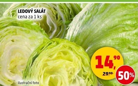 Salát ledový