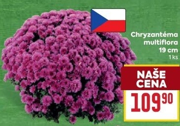 Chrysanthemum - Chryzantéma