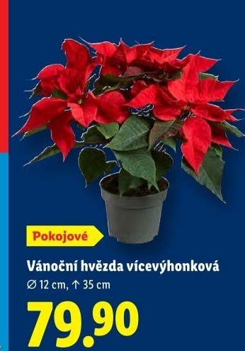 Vánoční hvězda - Poinsettia