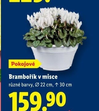 Cyclamen - Brambořík