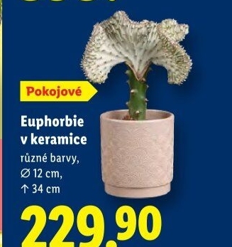 Euphorbia - Pryšec