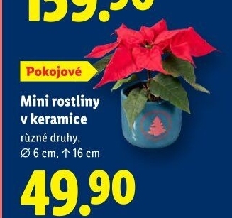 Pokojové rostliny
