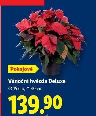 Vánoční hvězda - Poinsettia
