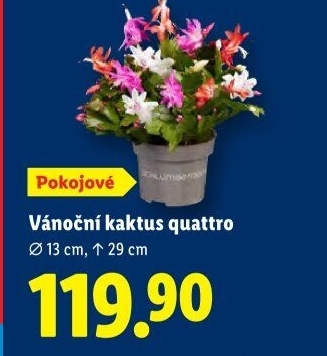 Vánoční kaktus - Schlumbergera
