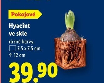 Hyacint
