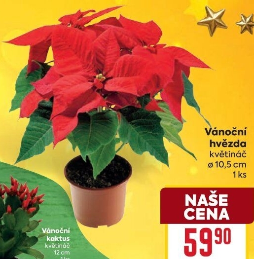 Vánoční hvězda - Poinsettia