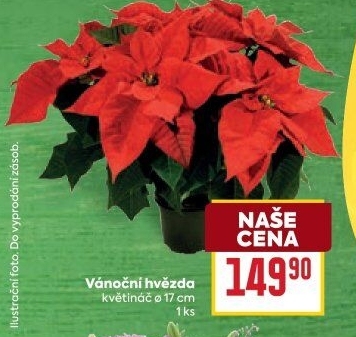 Vánoční hvězda - Poinsettia