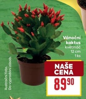 Vánoční kaktus - Schlumbergera