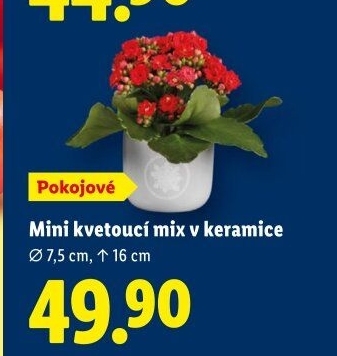 Mix kvetoucích rostlin