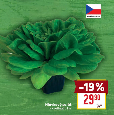 Salát hlávkový