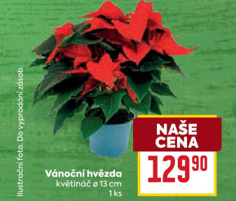 Vánoční hvězda - Poinsettia