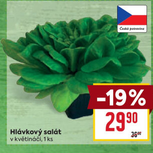 Salát hlávkový