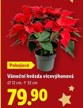 Vánoční hvězda - Poinsettia