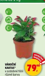 Vánoční kaktus - Schlumbergera