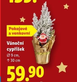 Chamaecyparis - Cypřišek