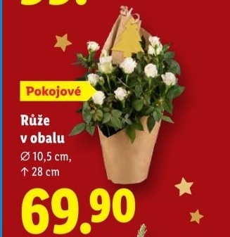 Růže