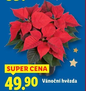 Vánoční hvězda - Poinsettia