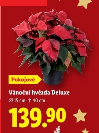 Vánoční hvězda - Poinsettia