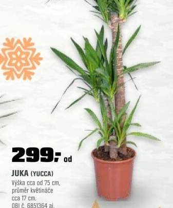 Yucca var. 45-20 ACTION