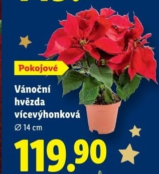 Vánoční hvězda - Poinsettia