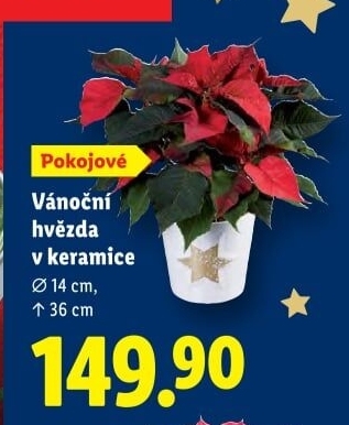 Vánoční hvězda - Poinsettia