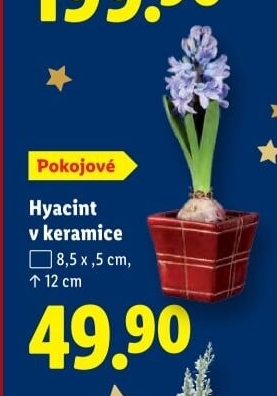 Hyacint