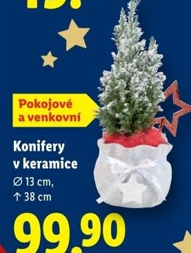 Konifery