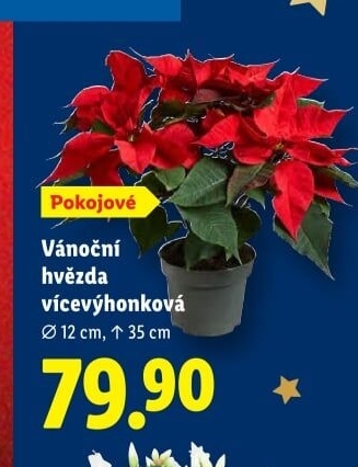 Vánoční hvězda - Poinsettia