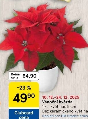Vánoční hvězda - Poinsettia