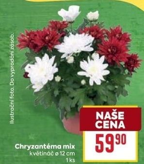Chrysanthemum - Chryzantéma