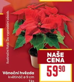 Vánoční hvězda - Poinsettia