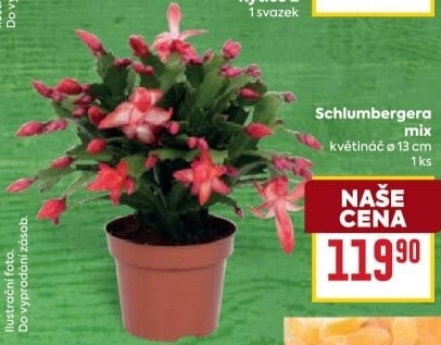 Vánoční kaktus - Schlumbergera