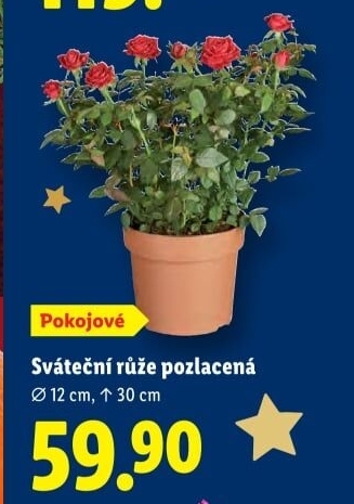 Růže