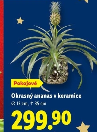 Ananasovník