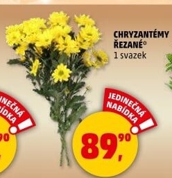 Řezané Chryzantémy