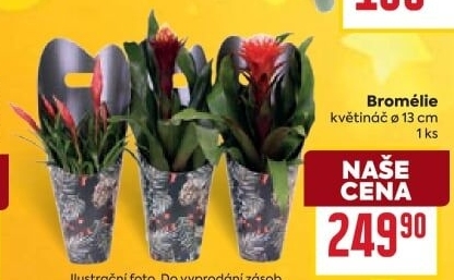 Bromelia