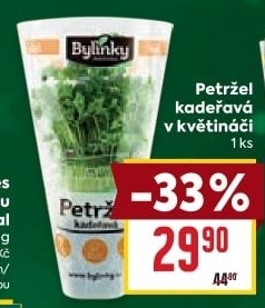 Bylinky v květináči