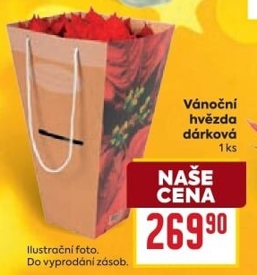 Vánoční hvězda - Poinsettia