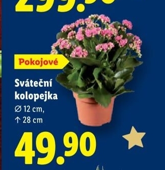 Kalanchoe - Kolopejka