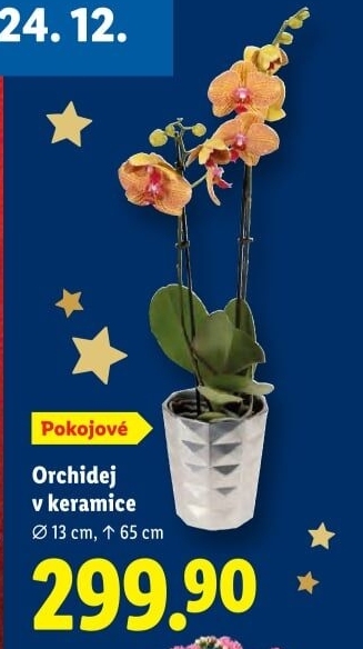 Orchidej