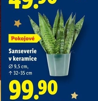 Sanseviera - Tchýnin jazyk