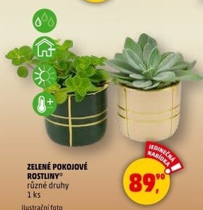 Pokojové rostliny