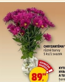 Řezané Chryzantémy