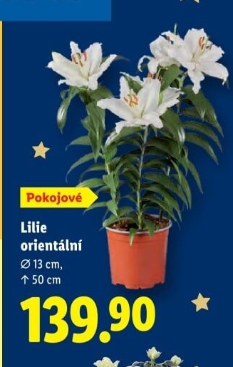 Lilie