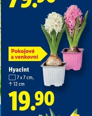 Hyacint