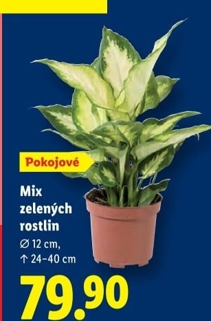 Mix zelených rostlin