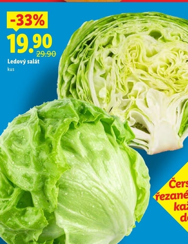 Salát ledový