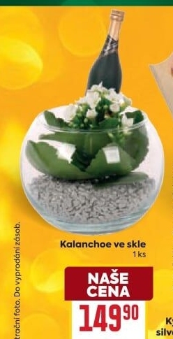 Kalanchoe - Kolopejka